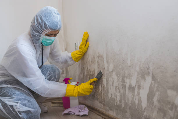 Best Biohazard Mold Removal  in Tioga, TX