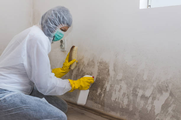 Biohazard Mold Removal in Tioga, TX