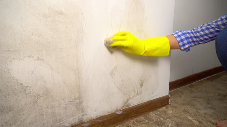 Best Post-Construction Mold Inspection  in Tioga, TX