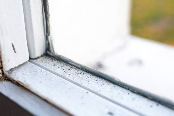 Best Basement Mold Removal  in Tioga, TX
