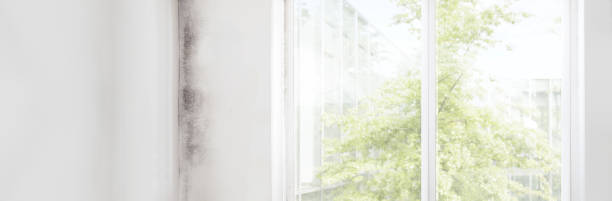 Best Water Damage & Mold Remediation  in Tioga, TX