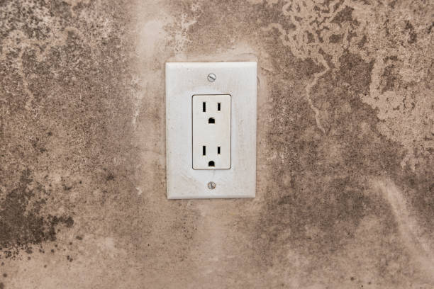 Best Commercial Mold Inspection  in Tioga, TX