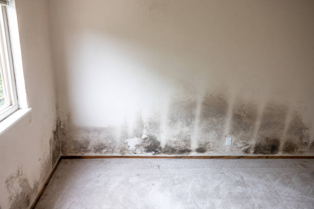 Best Mold-Related Health Consultation  in Tioga, TX