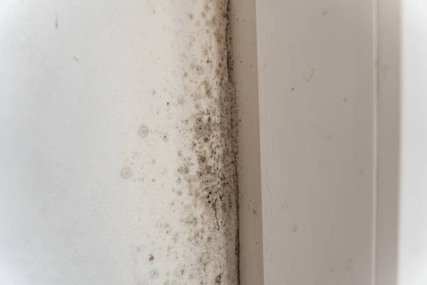 Best Comprehensive Air Testing for Mold Contaminants  in Tioga, TX