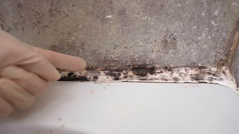  Tioga, TX Mold Removal Pros