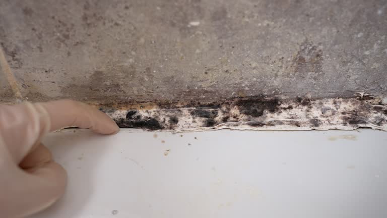 Best Attic Mold Removal  in Tioga, TX