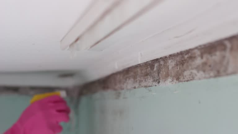 Tioga, TX Mold Removal Company